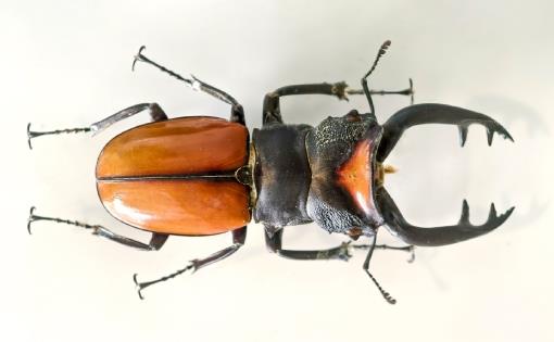 Miracle Fibre Chitin